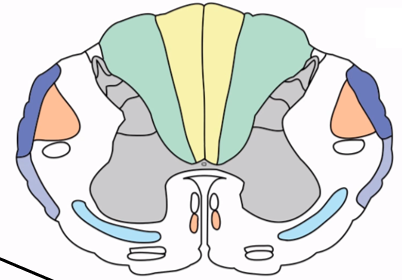 <p>Dorsal column tract carrying sensory information from the legs (YELLOW) ipsilaterally to the primary somatosensory area </p>