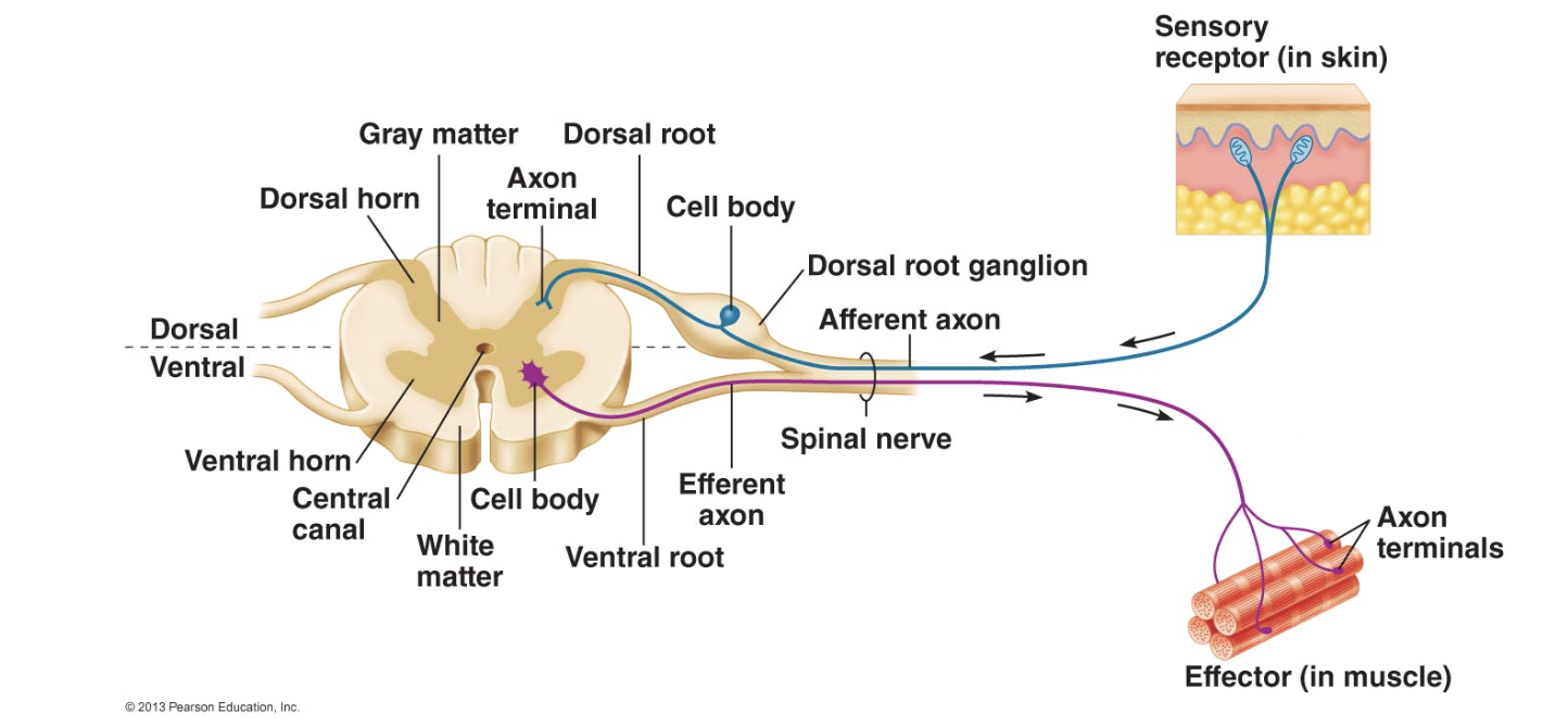 <p>collection of sensory neuron cell bodies outside of spinal cord</p>