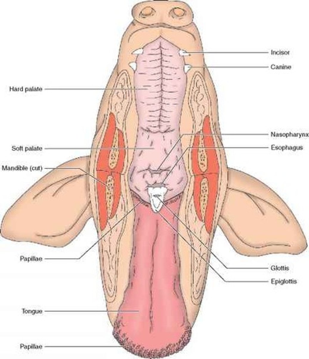<p>Initial chamber for ingestion; mechanical and chemical digestion begins here — Mouth cavity within snout and jaws</p>