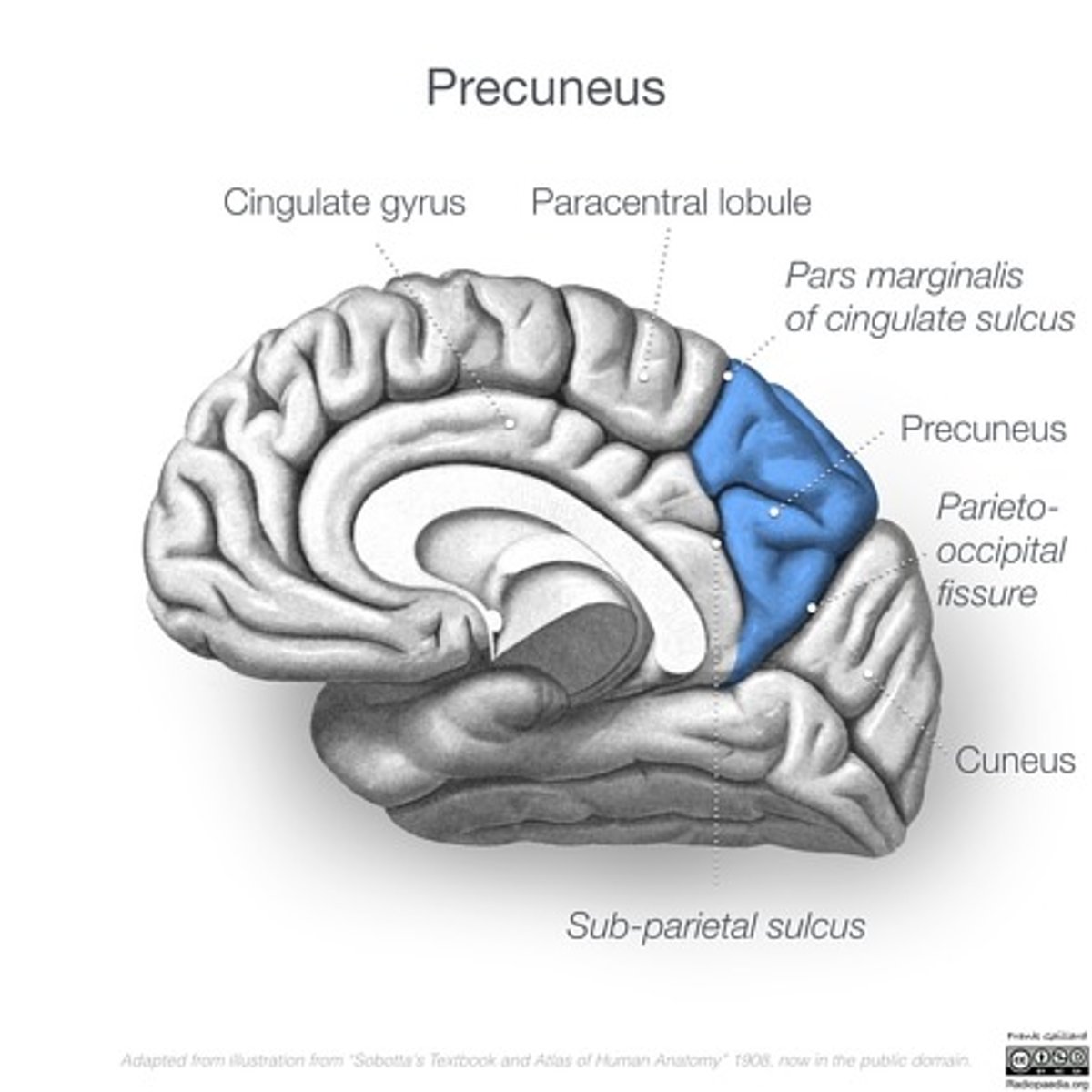 <p>przedklinek od płacika okołośrodkowego</p>