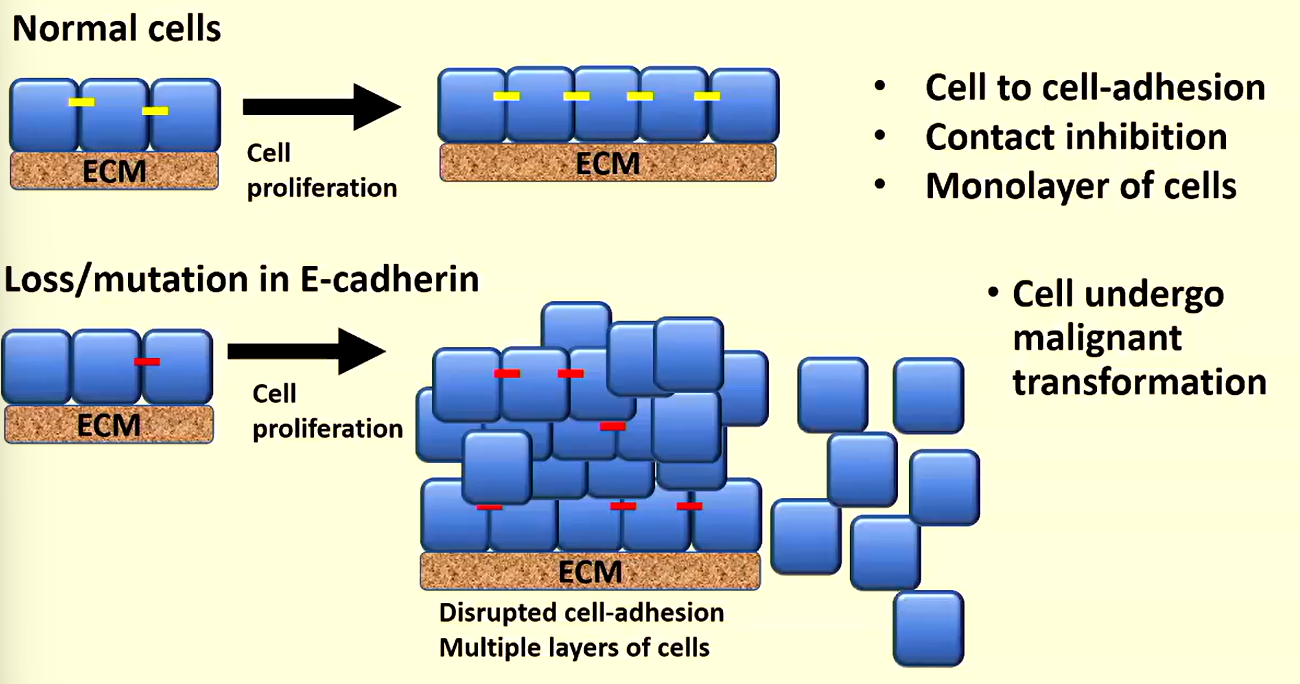 <p>-yellow dashes: functional e-cadherin</p><p>-red dashes:&nbsp;non-functional e-cadherin </p>