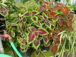 <p><span>Herbaceous annual with brightly colored, variegated leaves. Used for bedding and containers.</span></p>