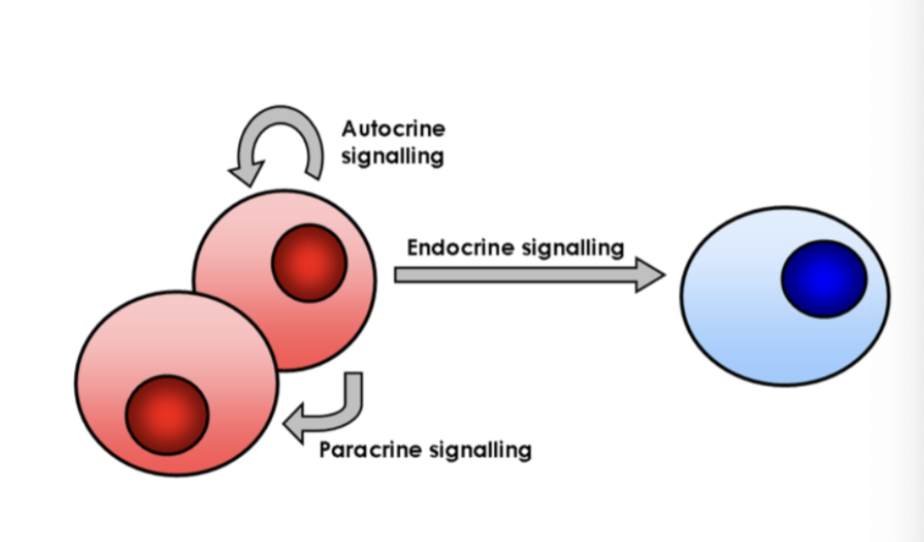 <p>examples of autocrine</p>