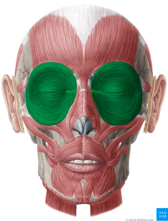 <p>blinking and closing eyelids</p>