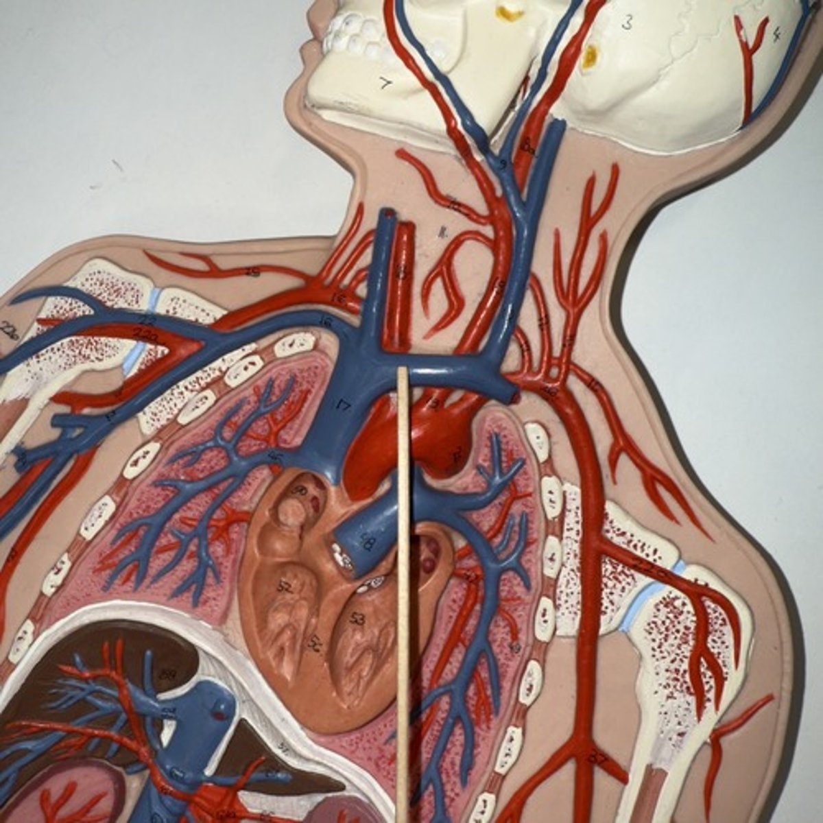 <p>Identify the structure.</p>