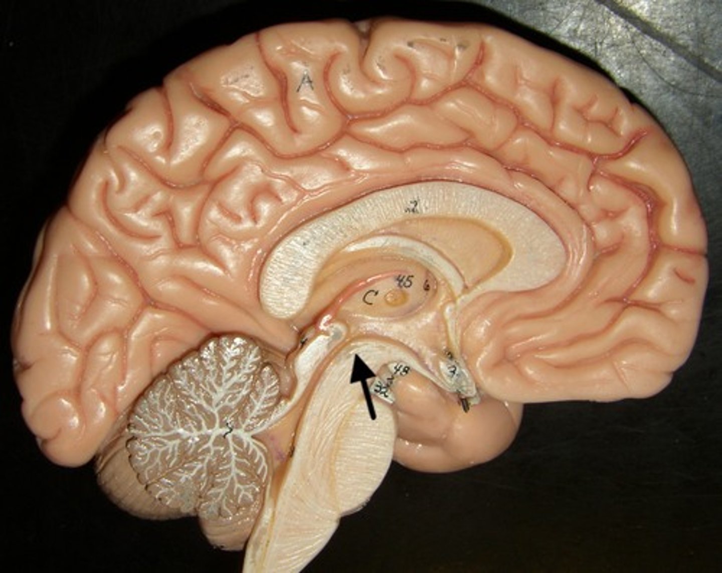 <p>Pons and diencephalon</p><p>Path for descending fibers to cerebellum and medulla</p>