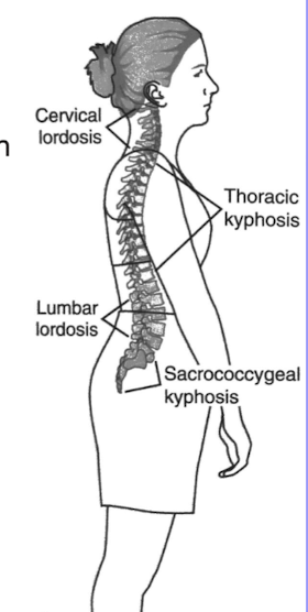 <p>Lordotic, kyphotic, and compensatory curves that provide flexibility, balance, and support to the spine. </p><ul><li><p>Cervical lordosis</p></li><li><p>Thoracic kyphosis</p></li><li><p>Lumbar lordosis</p></li><li><p>Sacrococcygeal kyphosis</p></li></ul><p></p>