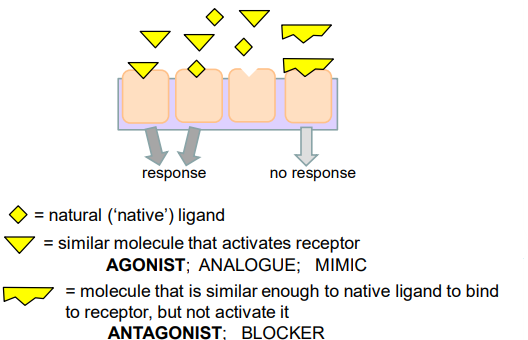 <p>An ——- is a molecule that is similar enough to the native ligand that binds to the receptor, but does not activate it (does not trigger downstream events). </p>