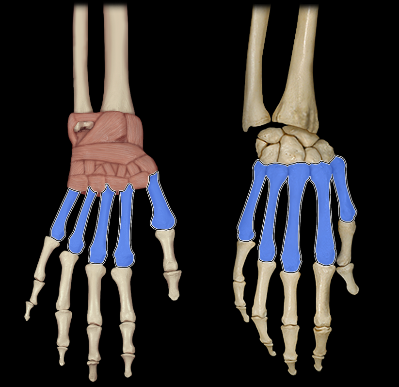 <p>Metacarpals</p>