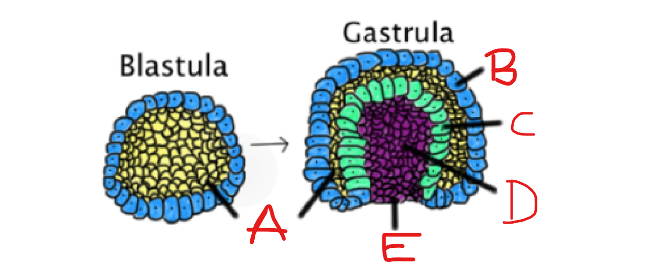 <p>What is C?</p>