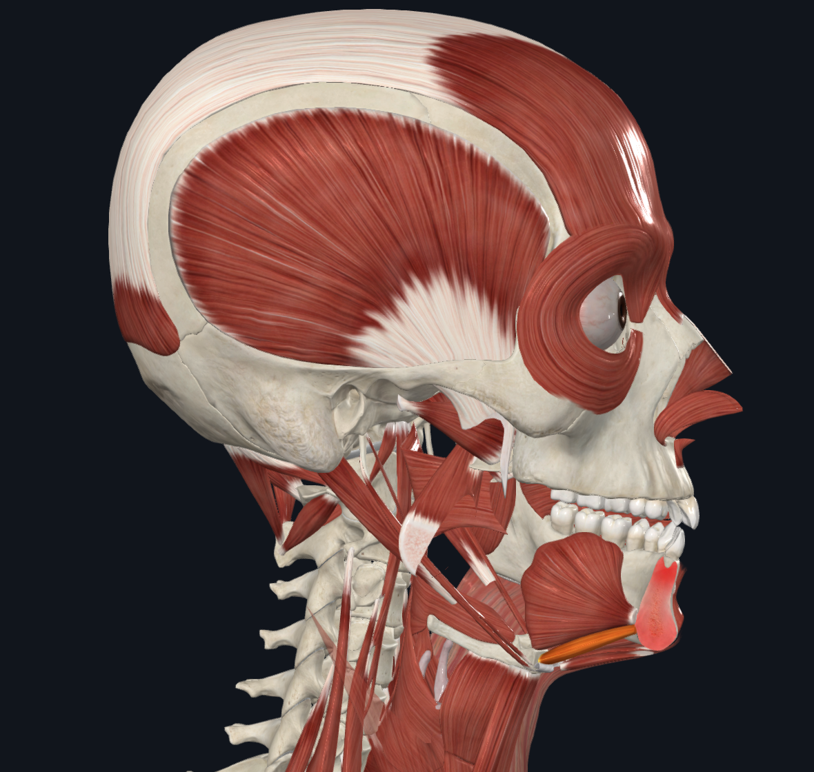 <p>name the highlighted structure</p>