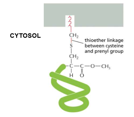 <p>Describe the linkage order of C-Terminal Prenylation</p>