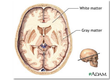 <p>outer covering or cortex </p>