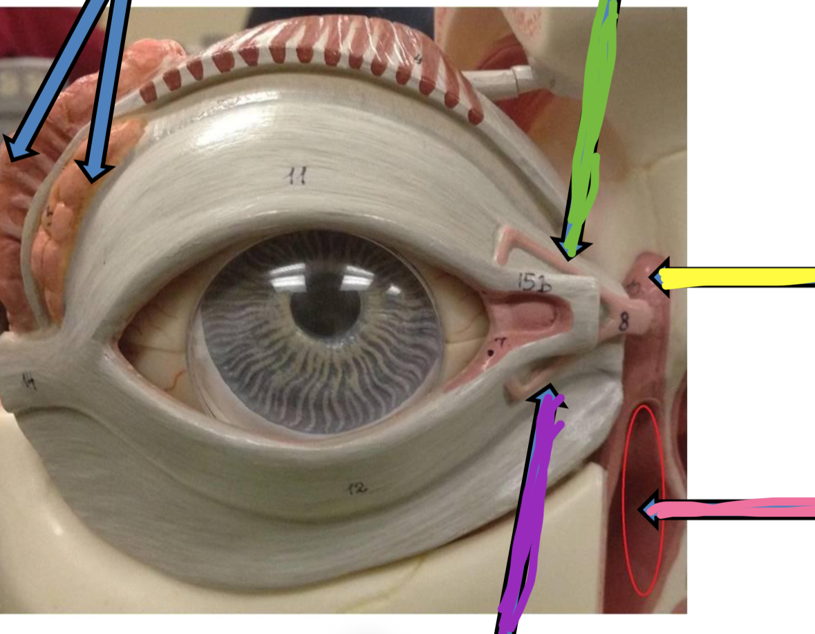 <p>Green points to what part of the lacrimal apparatus</p>
