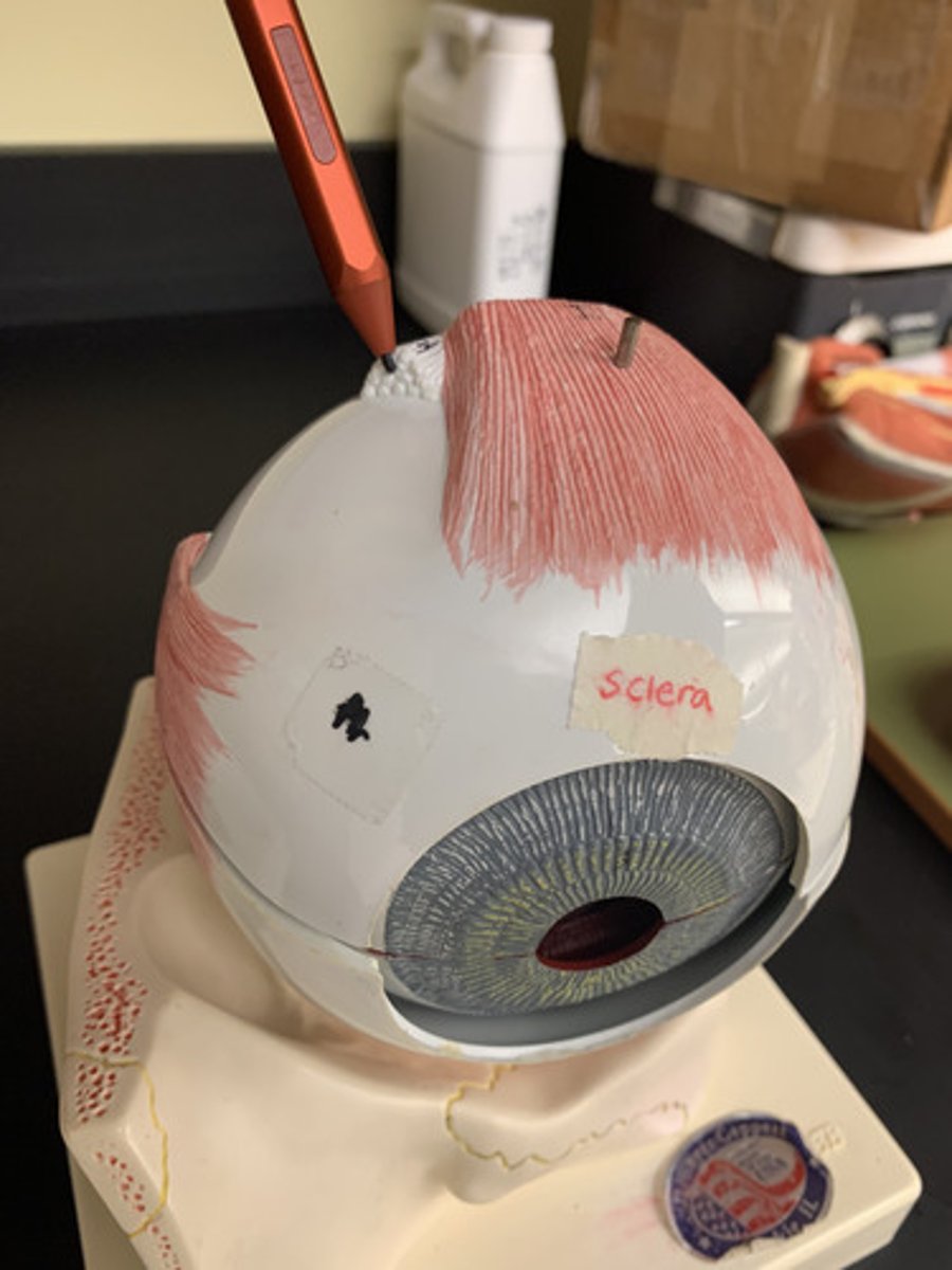 <p>Origin: Common tendinous ring</p><p>Insertion: Superolateral sclera of eye</p><p>Action: depresses, abducts and medially rotates eye</p><p></p>