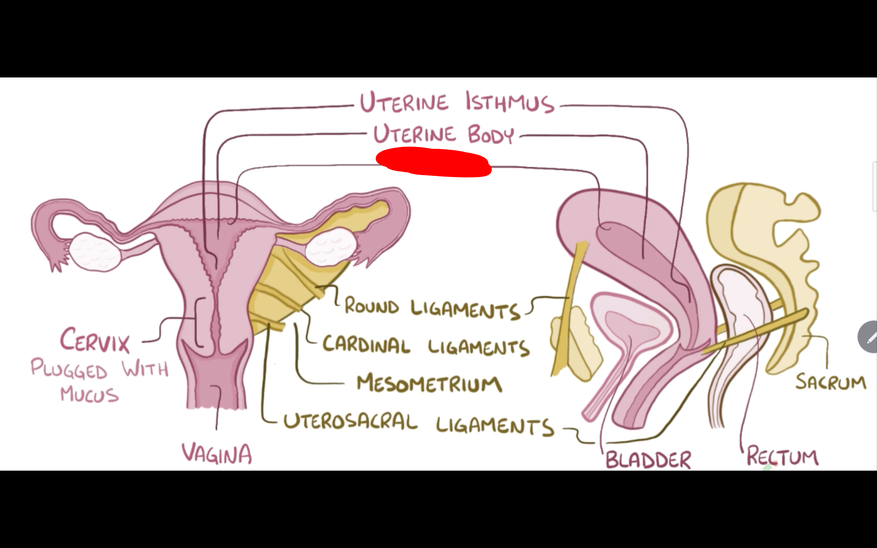 <p>Name the structure in red</p>