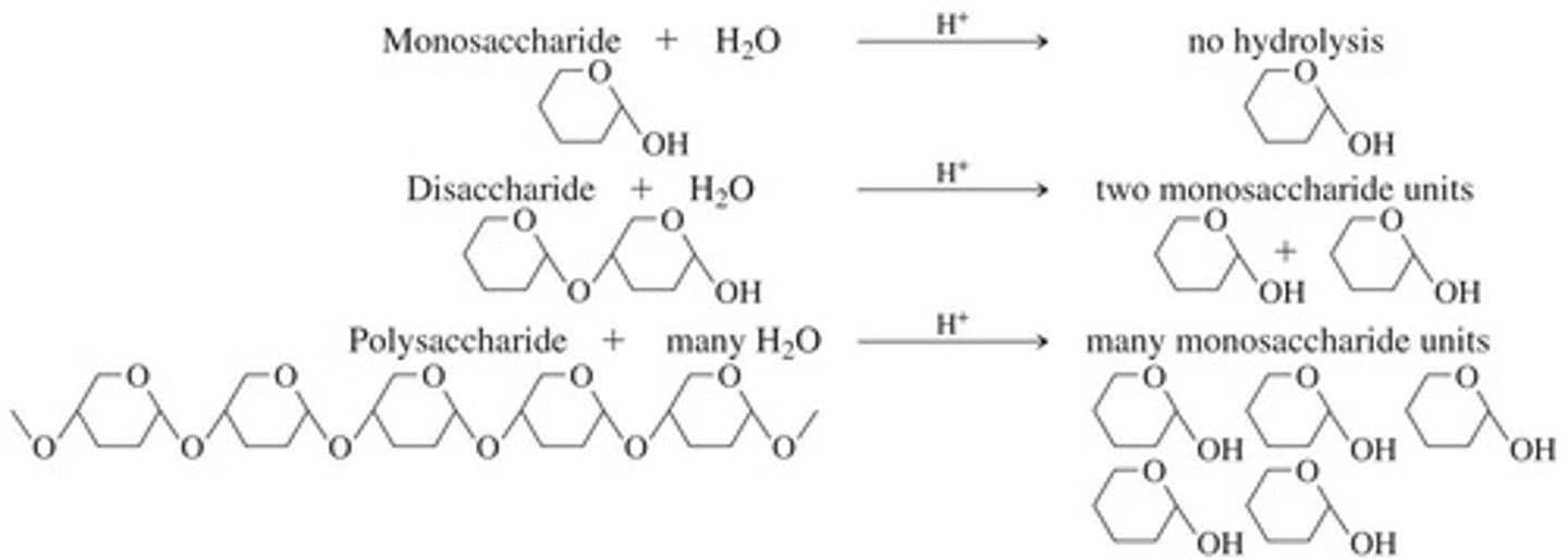 <p>Monosaccharides, disaccharides, polysaccharides.</p>