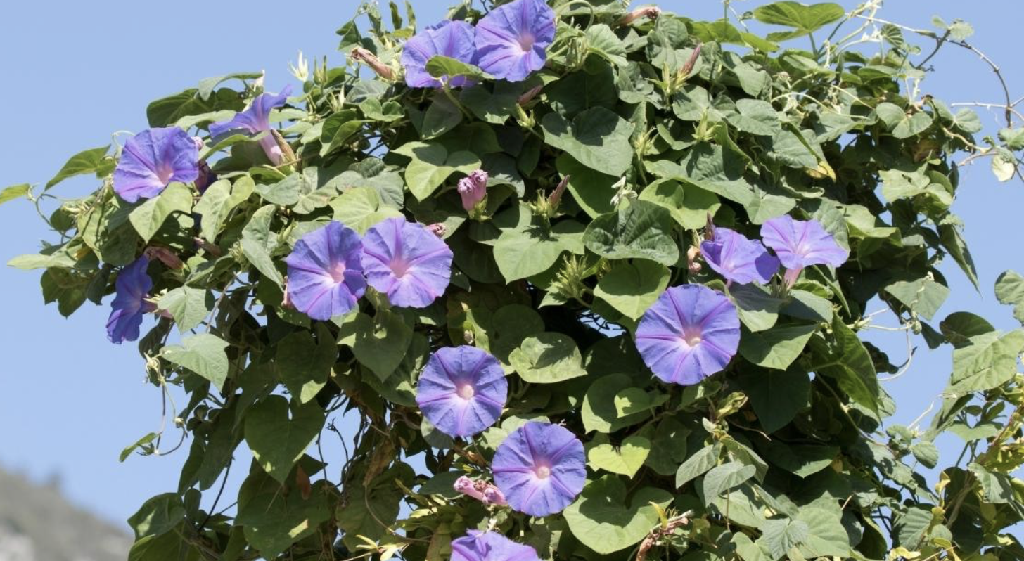 Flower 182