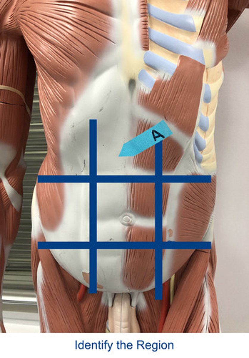 <p>Identify the area indicated by the arrow.</p>