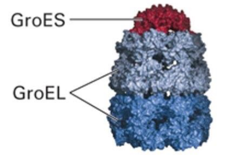 <p>A chaperonin found in bacteria and chloroplasts</p><p>Consists of a GroES cap, and 2 GroEL subunits which form the walls and 2 independent folding chambers that CANNOT be used simultaneously</p>