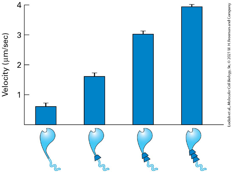 <ul><li><p><span><span>The rate at which these myosins moved on actin filaments reflects the myosin step size - the longer the lever arm, the faster the myosin was observed to move</span></span></p></li><li><p><span><span>increase in neck size increase in neck size so the faster the myosin is able to move along the microfilament</span></span></p></li></ul><p></p>