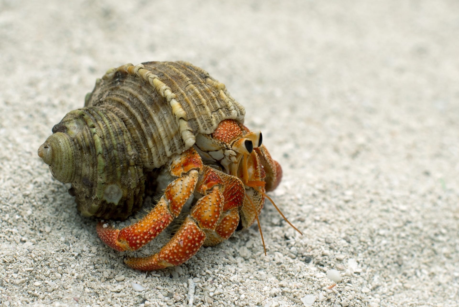 <p>small cute crabs</p>