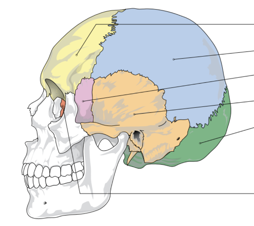 <p>orange represents…</p>