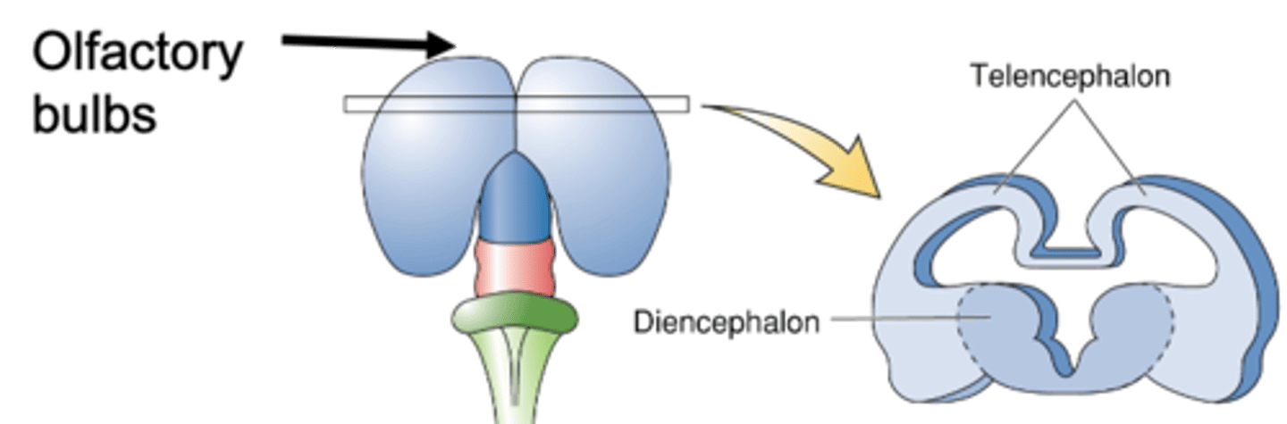 <p>Forebrain differentiation: Main division</p>