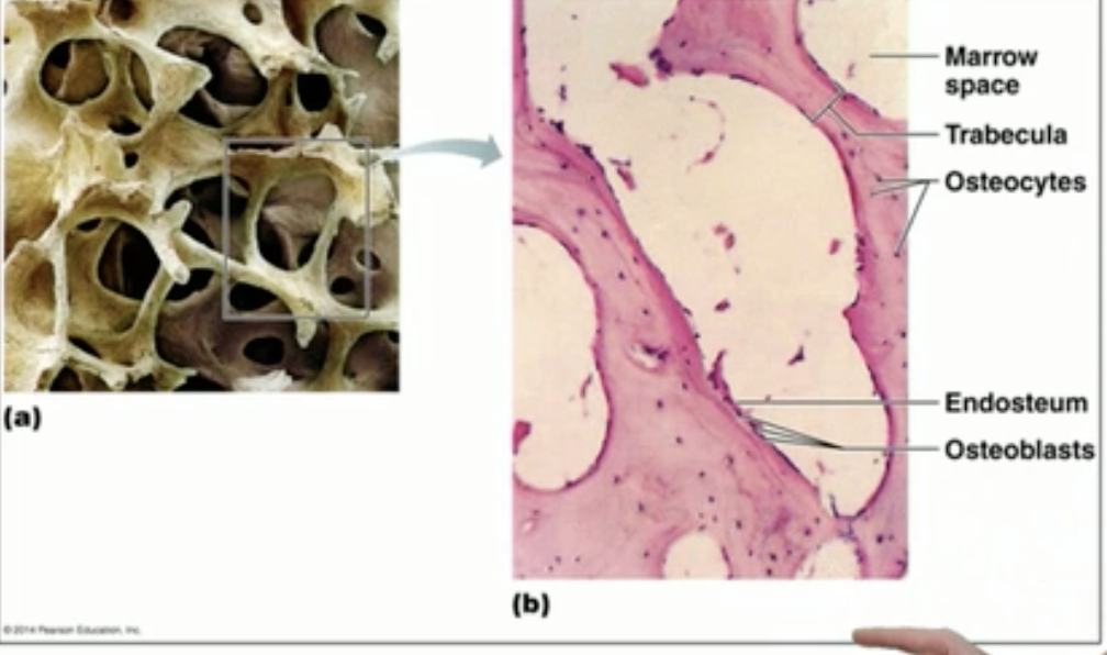 <ul><li><p>Gross:</p><ul><li><p>Internal layer of bone “trabecula”</p></li></ul></li><li><p>Microscopic:</p><ul><li><p>Receives nutrients from surrounding endosteum’s capillaries.</p></li><li><p>Dark specks are osteocytes.</p></li><li><p>Red bone marrow found in the spaces</p></li></ul></li></ul><p></p>