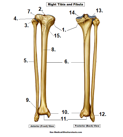 <p>what part of the fibula is this?</p>