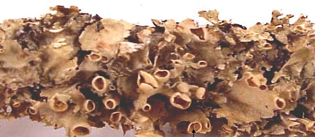 <p>foliose (looks more like crumpled up paper imo)</p>