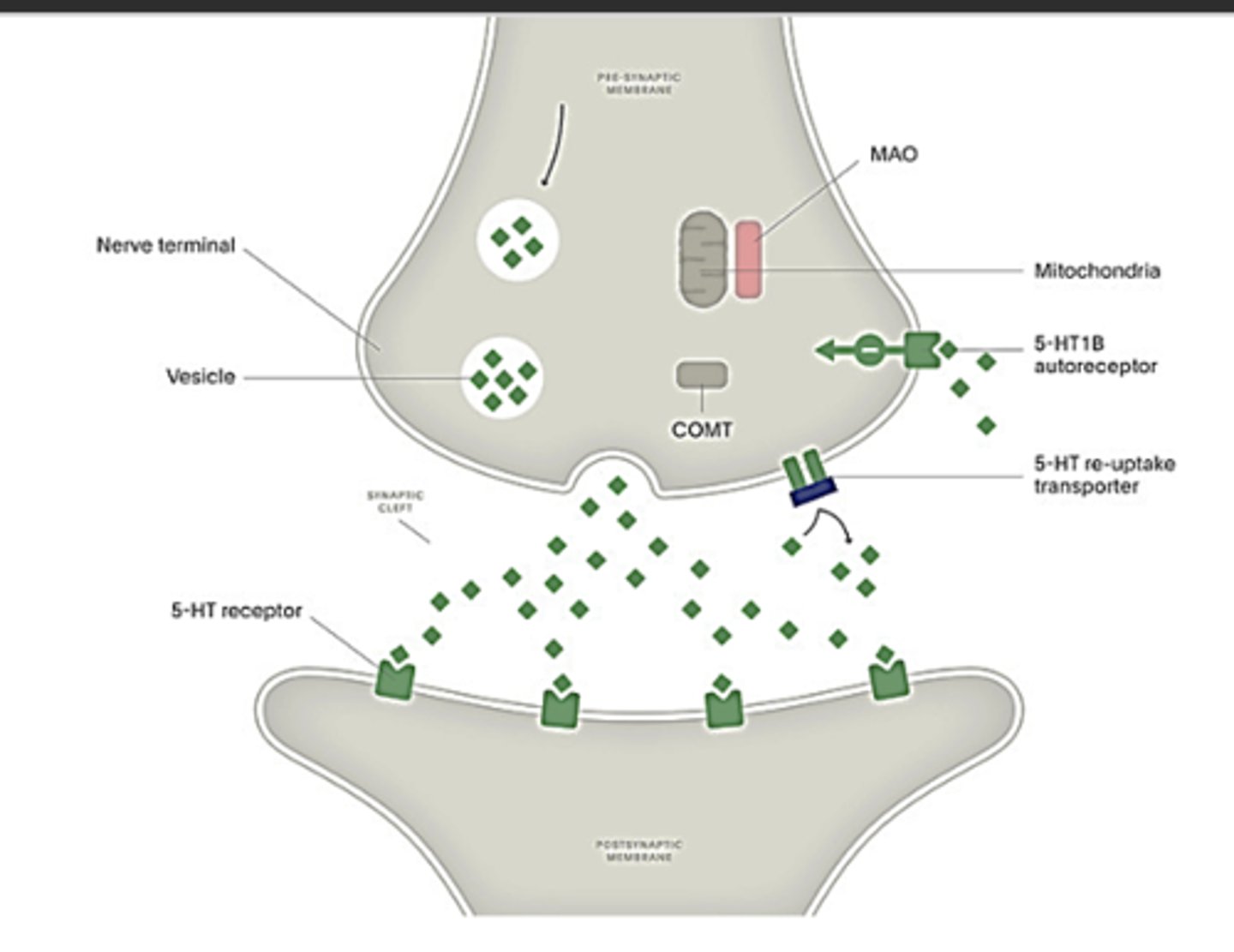 <p>Mechanism of Action:</p><p>Inhibits the 5-HT re-uptake transporter to increase the level of serotonin in the synapse</p><p>Side Effects (all due to serotonin)</p><p>- Excess stimulation of serotonin receptors (brain and spinal cord):</p><p>-- Increased anxiety</p><p>-- Irritability</p><p>-- Decreased libido</p><p>-- Sexual side effects (erectile dysfunction, anorgasmia, ejaculatory delay)</p><p>-- Mental dullness</p><p>Gastrointestinal 5-HT3 receptor stimulation --> nausea, diarrhea, emesis</p><p>Withdrawal syndrome</p><p>- Dizziness</p><p>- Headache</p><p>- Nervousness</p><p>- Nausea</p><p>- insomnia</p><p>Study Question: Top reason for non-adherence? due to interaction with serotonin there are adverse effects that cause many patients to discontinue these medications </p>