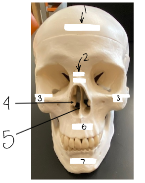 <p>5</p>