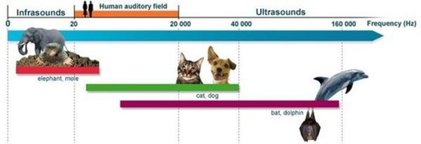 <p>20 Hz to 20,000 Hz.</p>