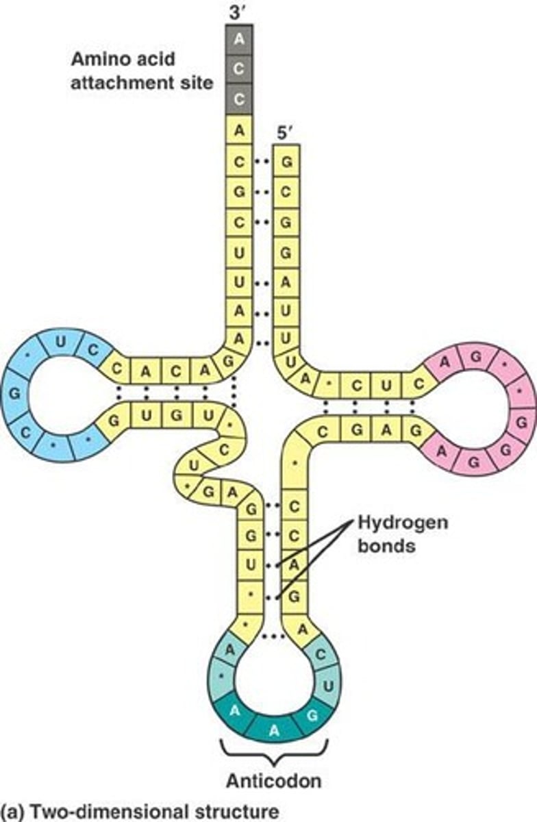 <p>Transfer RNA, brings amino acids to ribosomes.</p>