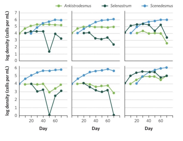 <ul><li><p>James Drakes’ experiments on how the order of colonization affects community composition showed that:</p><ul><li><p>widely differing community compositions can be achieved by solely altering the sequence of colonization</p></li><li><p>variability among replicates was low, suggesting repeatable mechanisms at play</p></li><li><p>for the algal species shown on the right, species dominance (blue curve) was due to interspecific competition (suggesting no assembly rules in this case), but dominance among the remaining two species was influenced by the order of introduction (suggesting assembly rules in this case)</p><ul><li><p>Blue species is always dominating no matter when they are introduced → blue is dominating over other 2 and priority effects do not apply to them</p></li><li><p>Light and dark green → order of arrival does matter. Whoever arrives first dominates → some assembly rules do apply</p></li></ul></li></ul></li></ul><p></p>