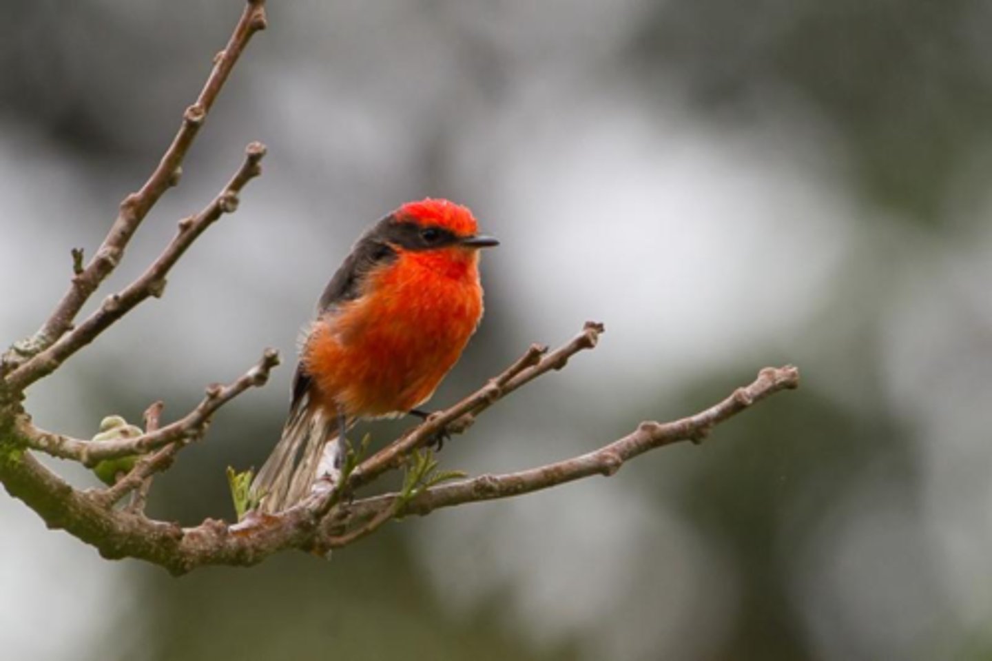 <p>Vermillion Flycatcher (4 facts)</p><p>- 1 Diet</p><p>- 1 Color</p><p>- 1 Location</p><p>- 1 Reproduction</p>