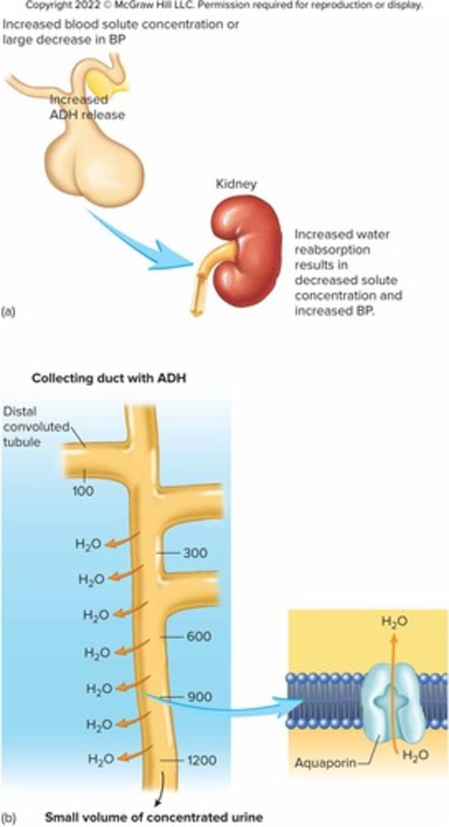 <p>To increase water absorption in the kidneys and raise blood pressure.</p>
