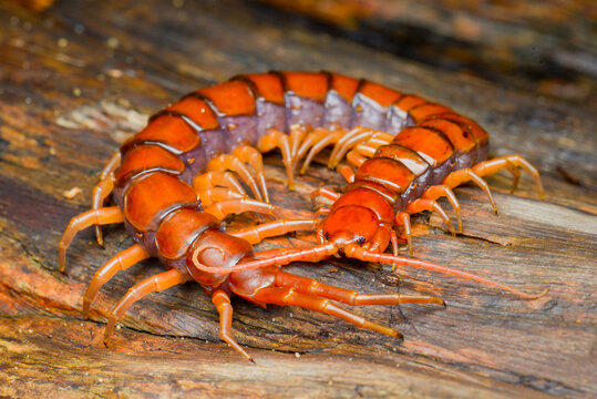 <p>Centipedes possess venomous claws; their bites can cause pain, swelling, redness, and, in rare cases, severe allergic reactions, especially in sensitive individuals.</p><p></p>