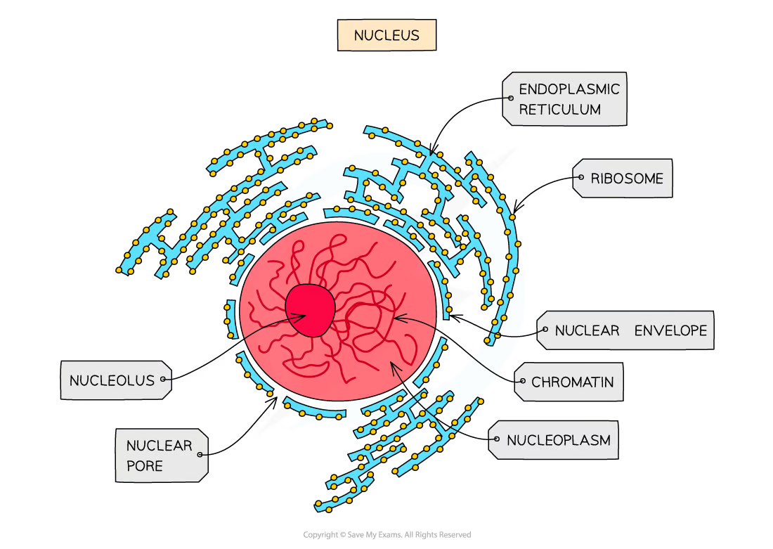 <ul><li><p><span>relatively </span><strong>large</strong></p></li><li><p><span> separated from the cytoplasm by a </span><strong>double membrane </strong><span>called the&nbsp;</span><strong>nuclear envelope</strong></p></li><li><p>contains <strong>nuclear pores </strong>- <span>important channels for allowing mRNA/ribosomes/enzymes to travel out of the nucleus</span></p></li><li><p><strong>chromatin - </strong><span>the material from which chromosomes are made (Chromosomes are made of sections of&nbsp;</span><strong>linear DNA</strong><span>)</span></p></li><li><p><mark data-color="yellow">nucleolus</mark> - makes ribosomes</p></li></ul>