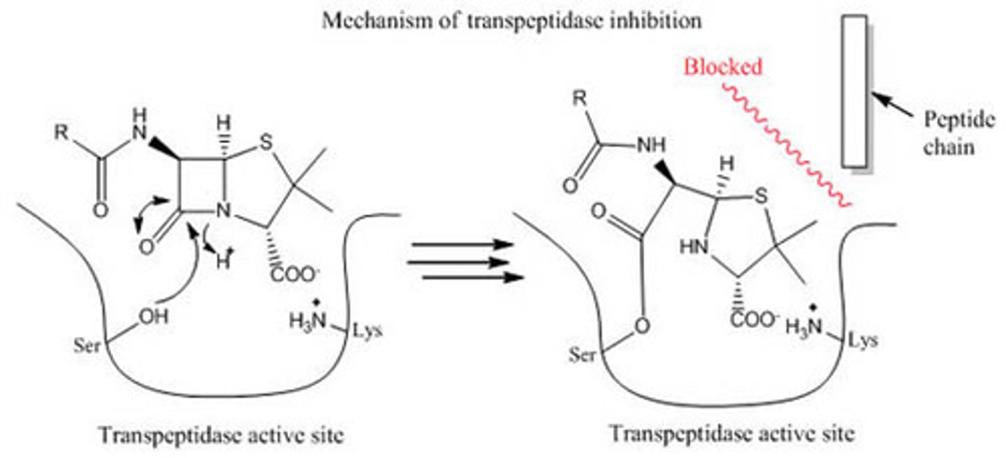 <p>The β-lactam ring results in a non-planar structure, which means nitrogen will donate less electron density to the carbonyl carbon, increasing its reactivity. The β-lactam ring also suffers from ring-strain, resulting in further reactivity. This way, transpeptidase is more inclined to attack penicillin's carbonyl carbon, resulting in transpeptidase getting disabled.</p>