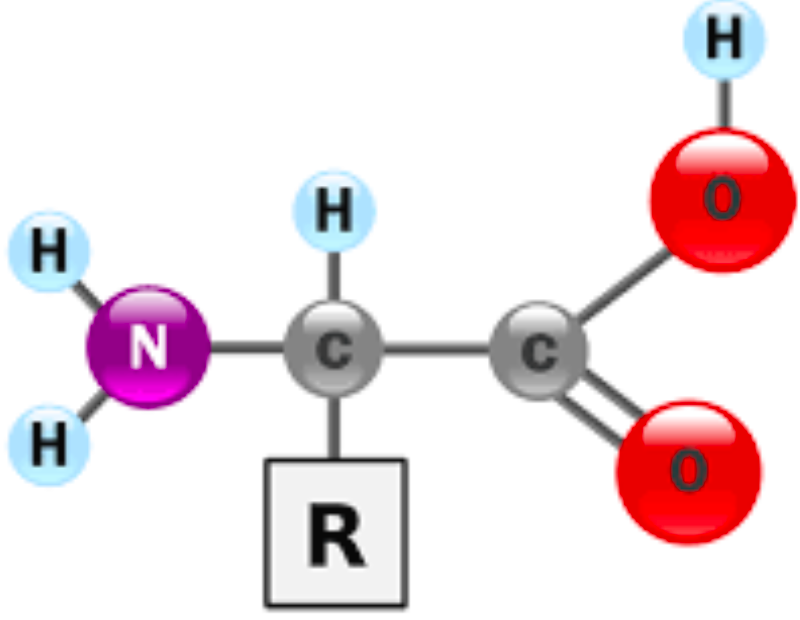Amino Acid Structure