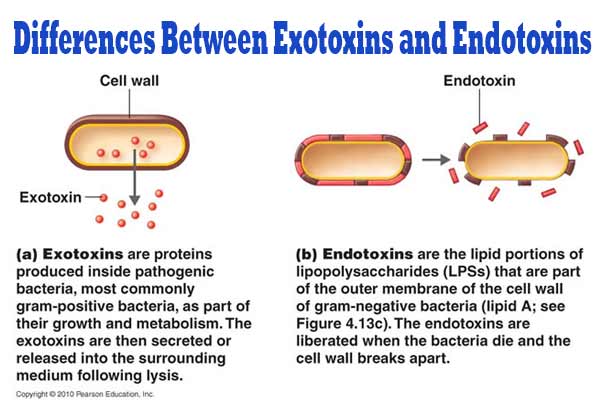 <p>It triggers severe immune responses (septic shock, fevers, inflammation) when released upon bacterial cell death or during division, primarily due to its lipid A component</p>