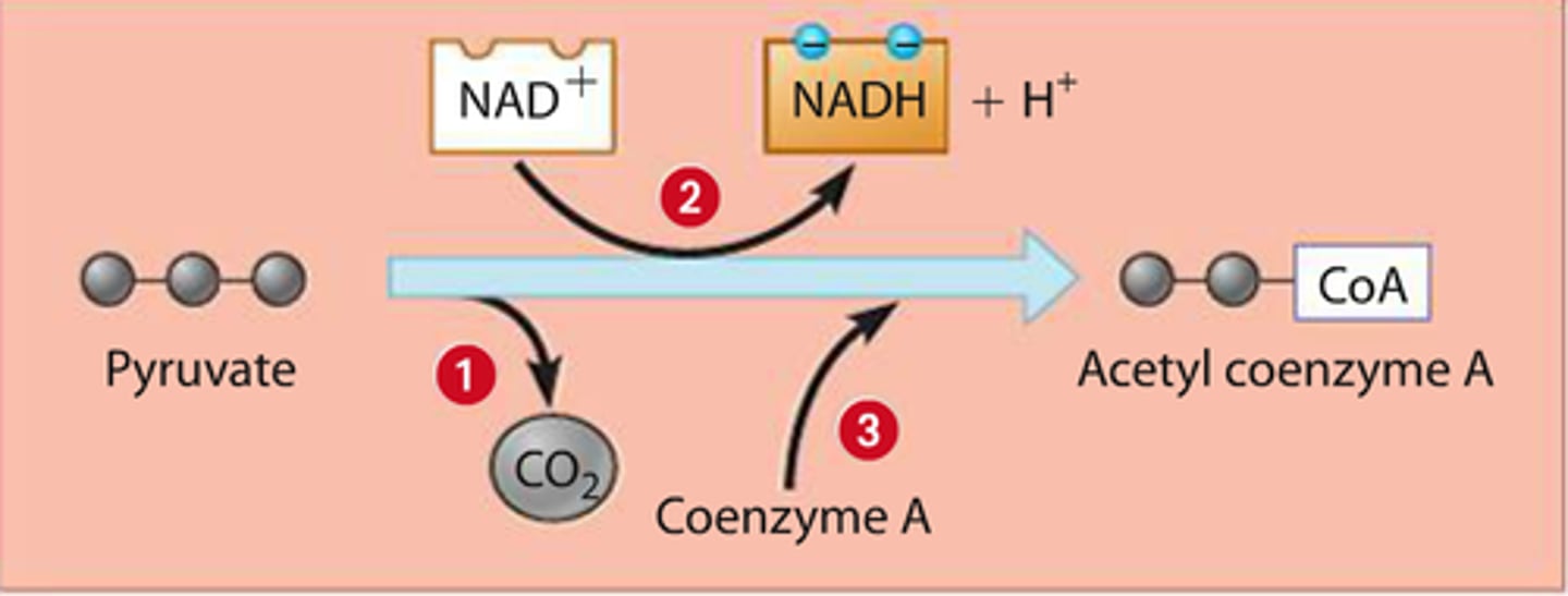 <p>transferred to coenzyme A (CoA) which carries acetyl group to next step<br><br>(contains large amt of PE)</p>