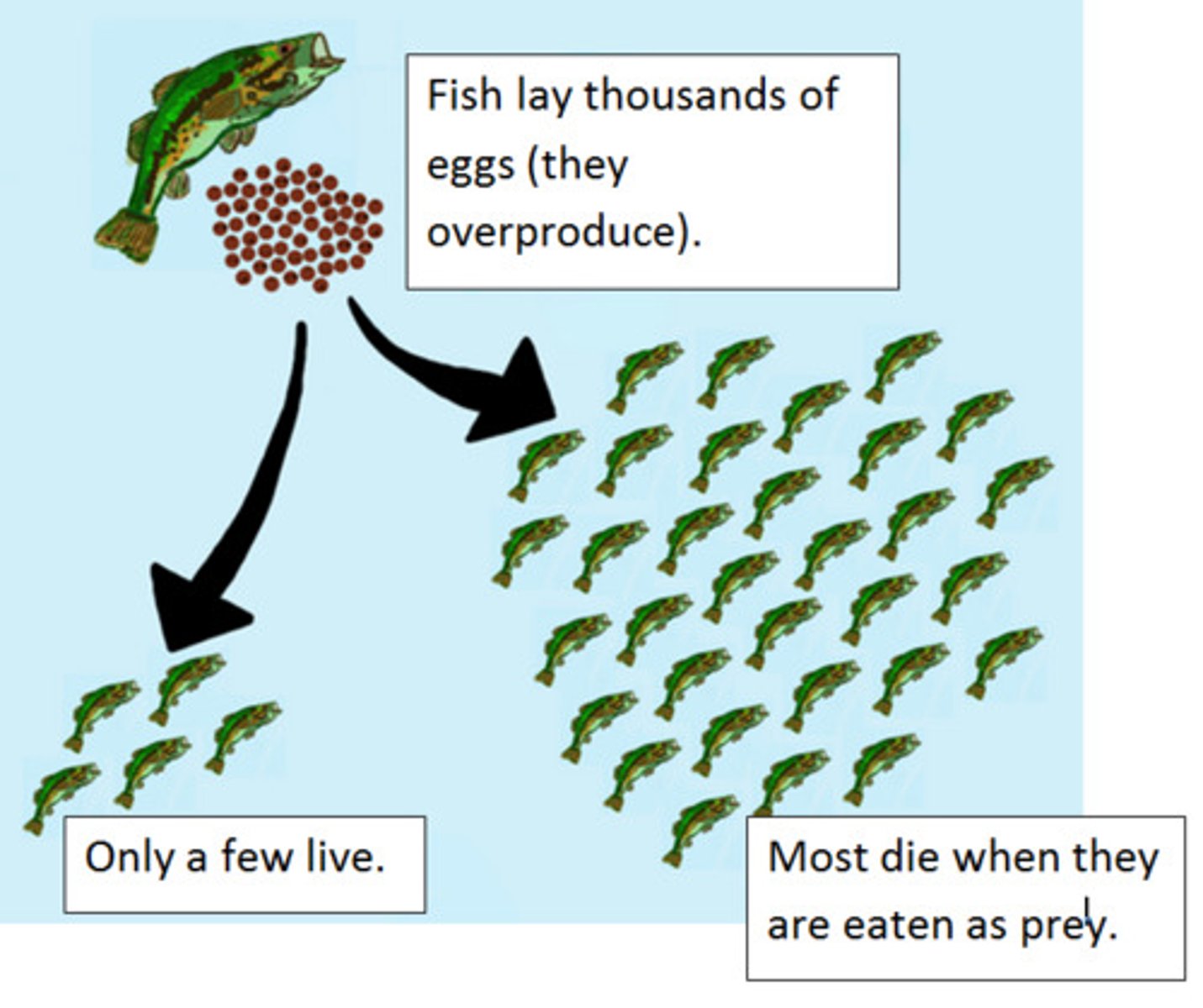 <p>organisms produce more offspring than can survive</p>