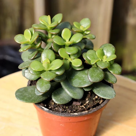 <p>Crassula argentea</p>