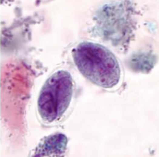 <p>Identify: Protozoa</p>