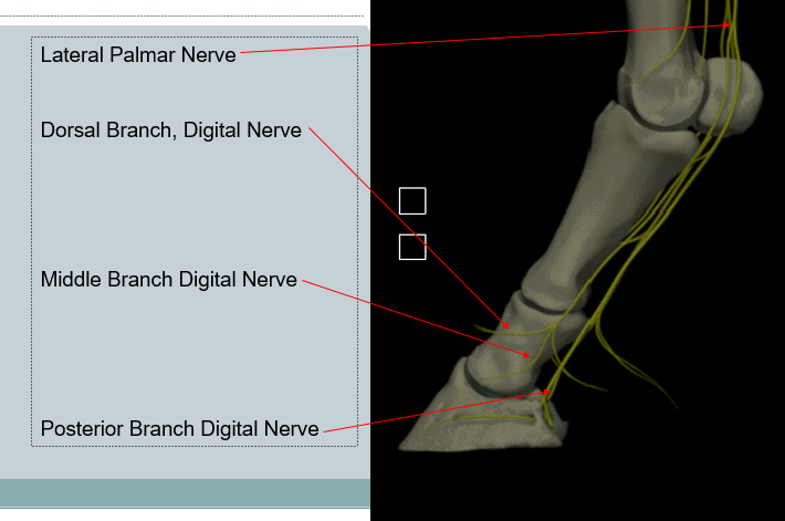 Palmar digital nerve, medial and lateral

Divides around the metacorpophalangeal joint to form two or more main branches