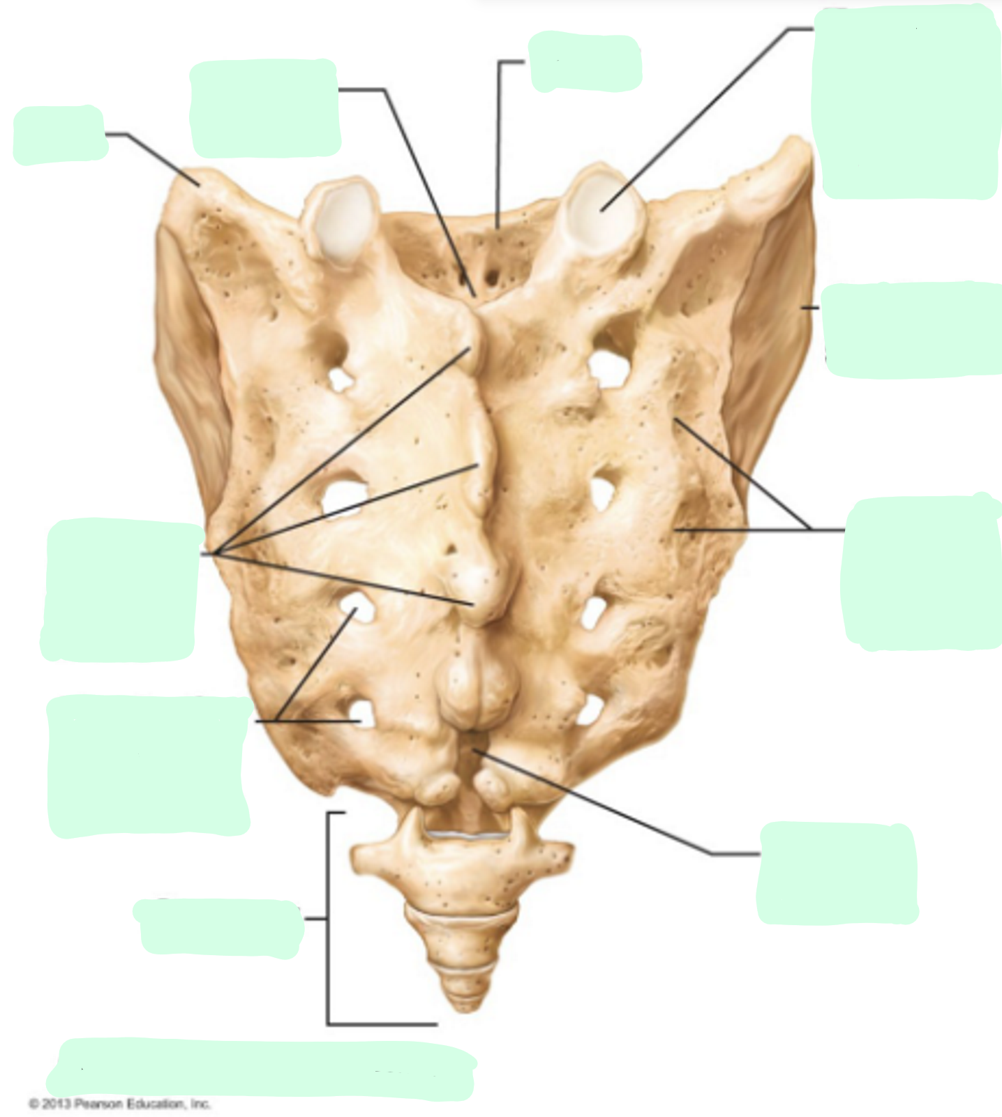 <p>Where is the <strong>Sacral Canal </strong>of the sacrum vertebrae?</p>