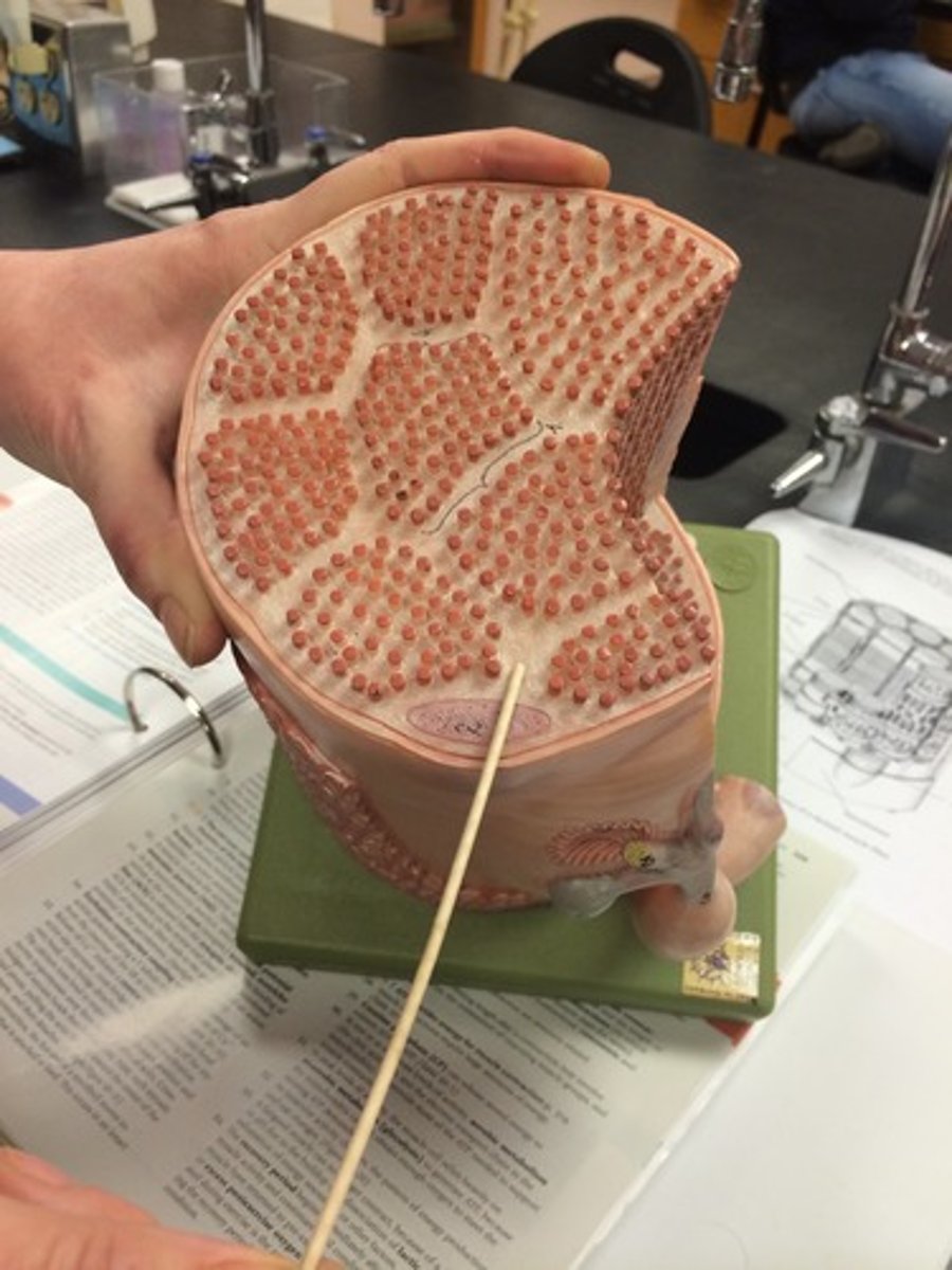 <p>cytoplasm of a muscle fiber</p>